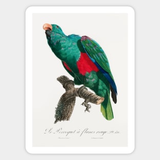 The Eclectus Parrot, Eclectus roratus from Natural History of Parrots (1801—1805) by Francois Levaillant. Sticker